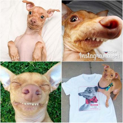 Top 10 cele mai populare animale din instagram - fotografii populare și oameni în instagram