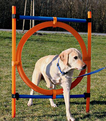 Instrumente de antrenament pentru câini sportivi, știri