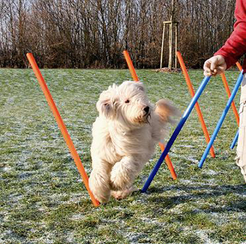 Instrumente de antrenament pentru câini sportivi, știri