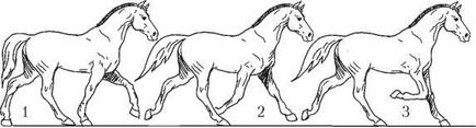 Formarea cailor de trei ani - totul despre cai