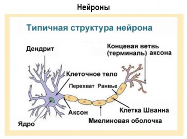 Вчені вперше виростили стовбурові клітини нервової системи