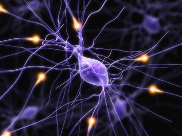 Oamenii de stiinta, pentru prima data, au crescut celulele stem ale sistemului nervos