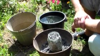 Fertilizarea castraveților în etapele deschise la sol, termeni, metode