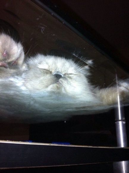 Fiecare pisica trebuie sa aiba o masa de sticla)