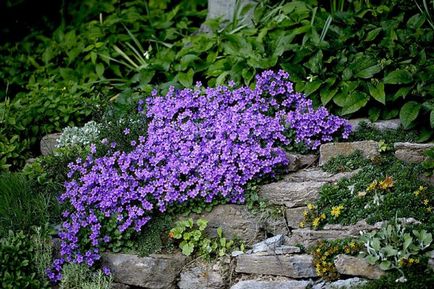 Decorați paturile noastre cu lobelia!