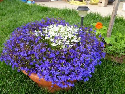 Decorează paturile noastre de flori cu lobelia!