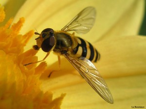 Ухапвания от насекоми - оцеляване в дивата природа, и екстремни ситуации