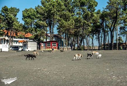 Ureki és magnetit - homokos strand, fekete georgia