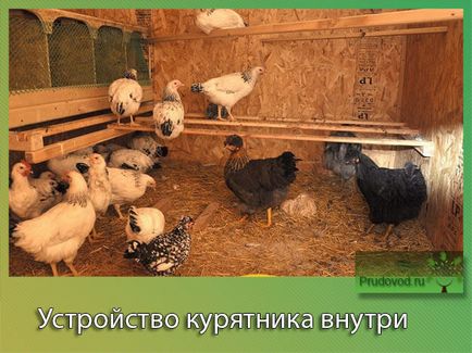 Készülék tyúkól ésszerű szerkezeti kialakítás (racionális) tyúkól készülék beépített racionális elrendezése