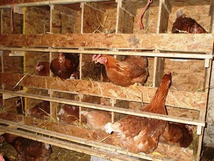 Készülék tyúkólban racionális építési elrendezése (eszköz) tyúkól készülék beépített racionális elrendezése