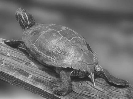 Пристрій житла для черепахи - красноухие черепахи