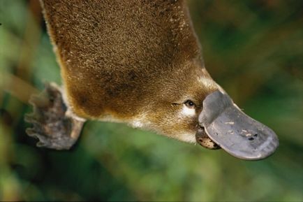 Platypus (latin: