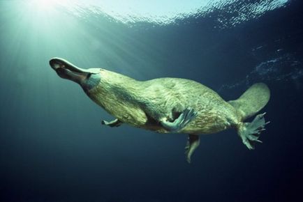 Platypus (latin: