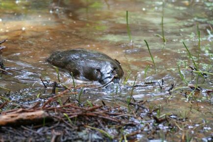 Platypus (latin: