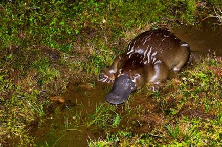 Platypus (latin: