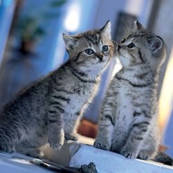 Увеїт у кішок симптоми, причини і лікування увеїту - все про котів і кішок з любов'ю
