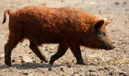 Догляд та утримання свиней породи мангал опис з фото і відгуками заводчиків (відео)