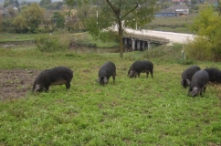 Догляд та утримання свиней породи мангал опис з фото і відгуками заводчиків (відео)