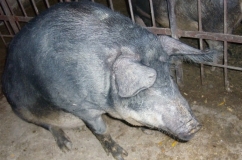 Îngrijirea și întreținerea porcilor din rasa de mangal descriere cu fotografii și recenzii de crescători (video)