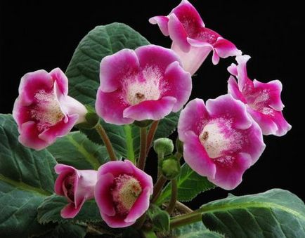 Grijă de gloxinia la domiciliu, de plantare și de creștere