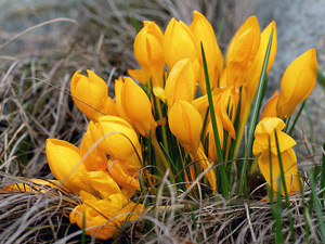 Grijă pentru crocuses plantarea și udarea crocuses, îngrășământ; în cazul în care să planteze crocuses