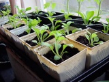 Grijă pentru crocuses plantarea și udarea crocuses, îngrășământ; în cazul în care să planteze crocuses