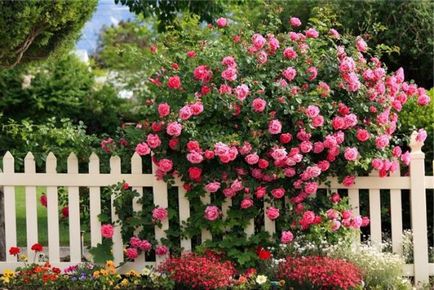 Hangulatos Rose Garden, a ház közelében