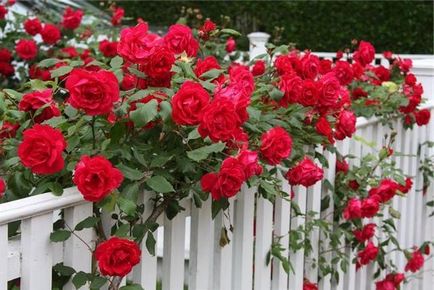 O grădină confortabilă de trandafiri lângă casă