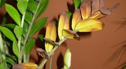 În zmiokulkasa frunzele galbene devin galbene - ce trebuie să hrăniți, motive