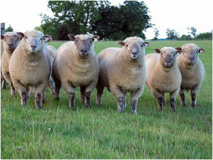 Вандейськие порода овець, характеристика, фото, опис
