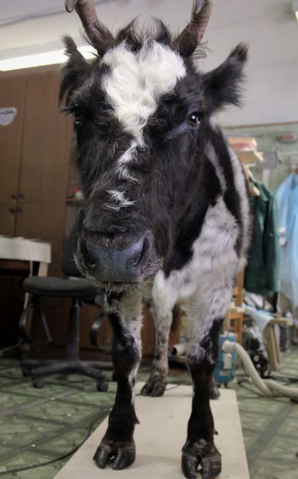 У дарвінівської музеї з'явився перший опудало корови! Державний дарвінівський музей