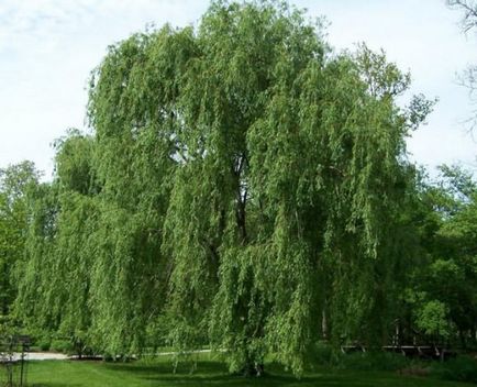 Willow arbore