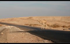 Camelul, abilitatea unei cămieli de a suporta o sete de căldură, lână, vită de cămilă, deshidratare,