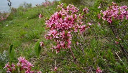 Види і сорти мигдалю і їх фото каліфорнійський, дикий, звичайний, рожевий і трилопатевий