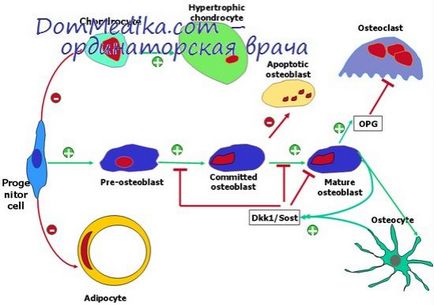 Tipuri de reacții osoase la supraexpunere