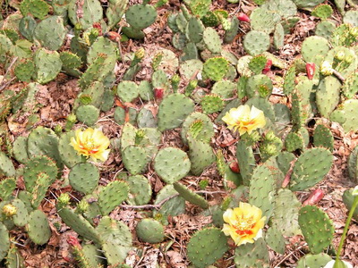 Cultivarea cactuselor în câmp deschis - enciclopedia de flori