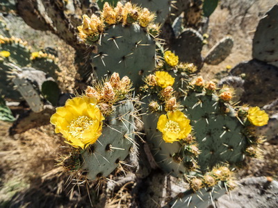 Cultivarea cactuselor în câmp deschis - enciclopedia de flori