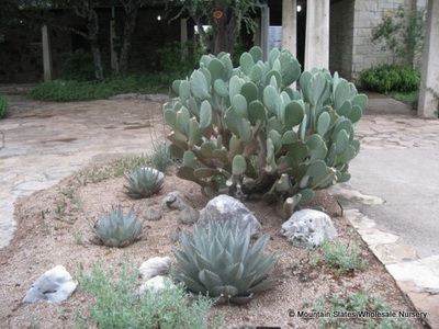 Cultivarea cactuselor în câmp deschis - enciclopedia de flori