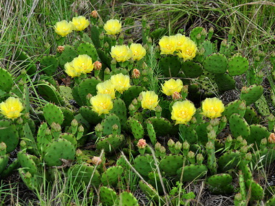 Вирощування кактусів у відкритому ґрунті - енциклопедія квітів