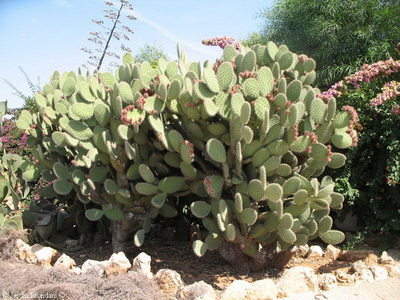 Cultivarea cactuselor în câmp deschis - enciclopedia de flori