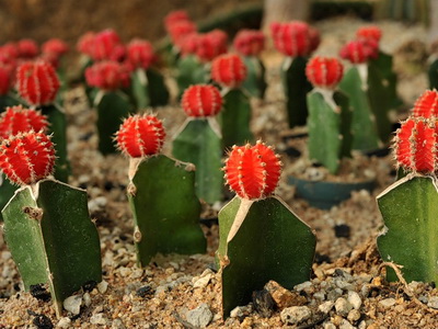 Вирощування кактусів у відкритому ґрунті - енциклопедія квітів