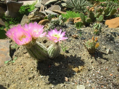 Cultivarea cactuselor în câmp deschis - enciclopedia de flori