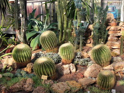 Cultivarea cactuselor în câmp deschis - enciclopedia de flori