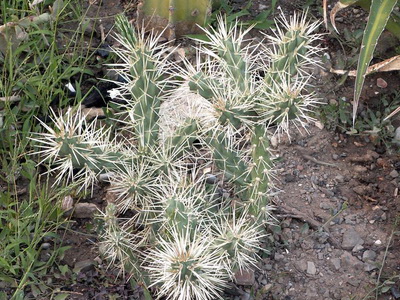 Cultivarea cactuselor în câmp deschis - enciclopedia de flori