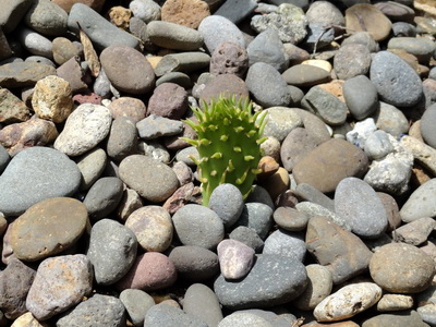 Cultivarea cactuselor în câmp deschis - enciclopedia de flori