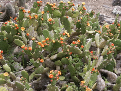 Cultivarea cactuselor în câmp deschis - enciclopedia de flori