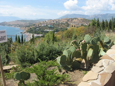 Cultivarea cactuselor în câmp deschis - enciclopedia de flori