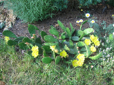 Cultivarea cactuselor în câmp deschis - enciclopedia de flori