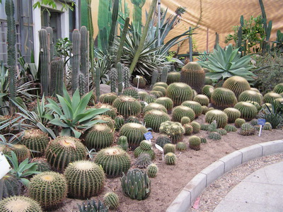 Cultivarea cactuselor în câmp deschis - enciclopedia de flori