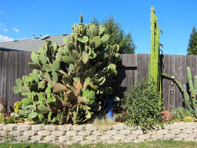 Cultivarea cactuselor în câmp deschis - enciclopedia de flori